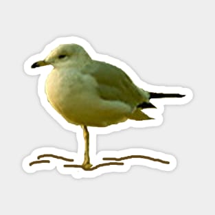 Seagull Perched on One Leg Magnet