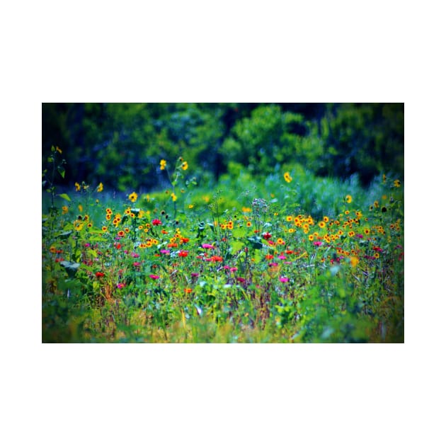 Wildflowers by Cynthia48