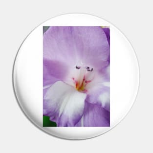 Gladiolus  'Nori' Pin