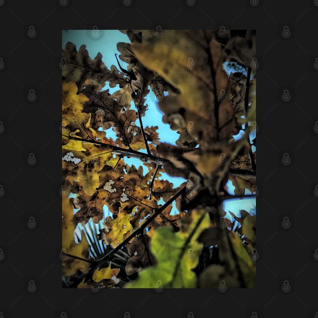 Oak leaves in autumn by Dpe1974