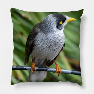 Noisy Miner Australian Bird Pillow