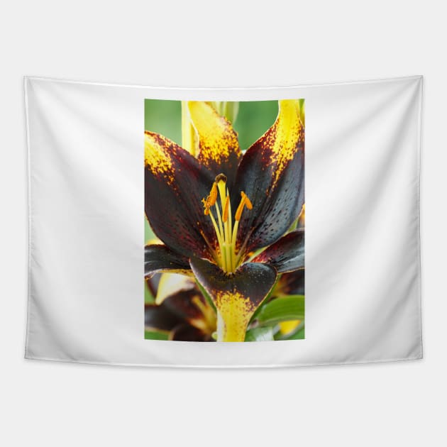 Lilium  'Lion Heart'  Lily  Asiatic lily Tapestry by chrisburrows