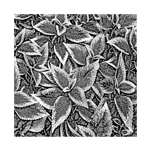 Leaves #14 in Black & White by markross