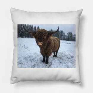 Scottish Highland Cattle Bull 2207 Pillow