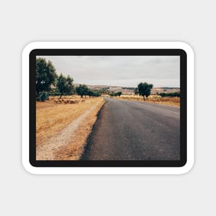 Herd of Sheep Walking Towards Fez (Morocco) Magnet