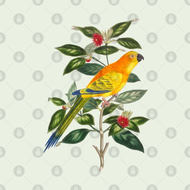 Parrot Colorful Nature Illustration by Biophilia