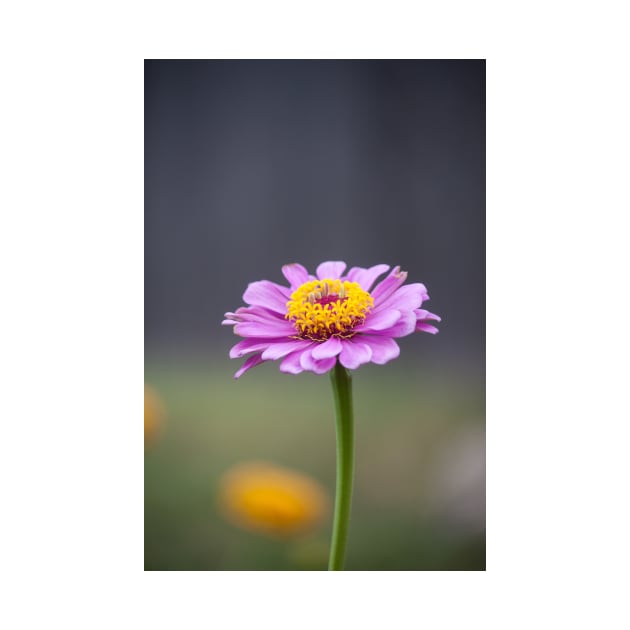 Zinnia III by Jacquelie