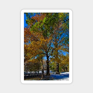 USA. New York. Central Park. Colors of the Autumn. Magnet