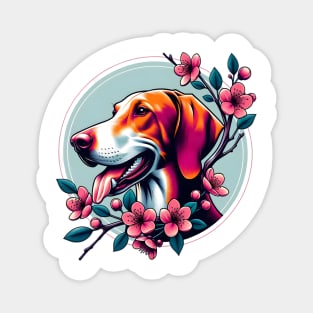 Joyful Hanoverian Scenthound Amidst Spring's Cherry Blossoms Magnet