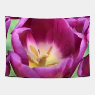 Tulipa 'Purple Flag' Triumph Tulip Tapestry