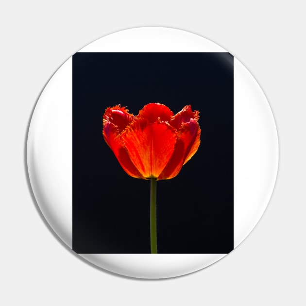 Garden Tulip In Sunlight 1 Pin by Robert Alsop