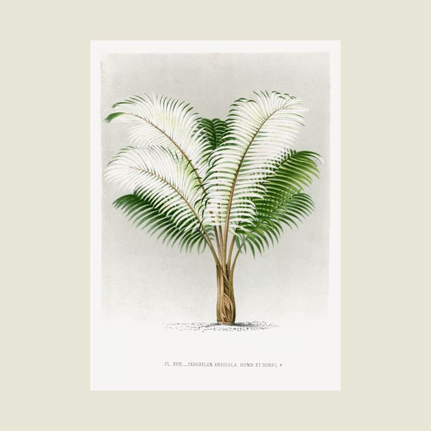 Andean wax palm vintage botanical art by Veiovis