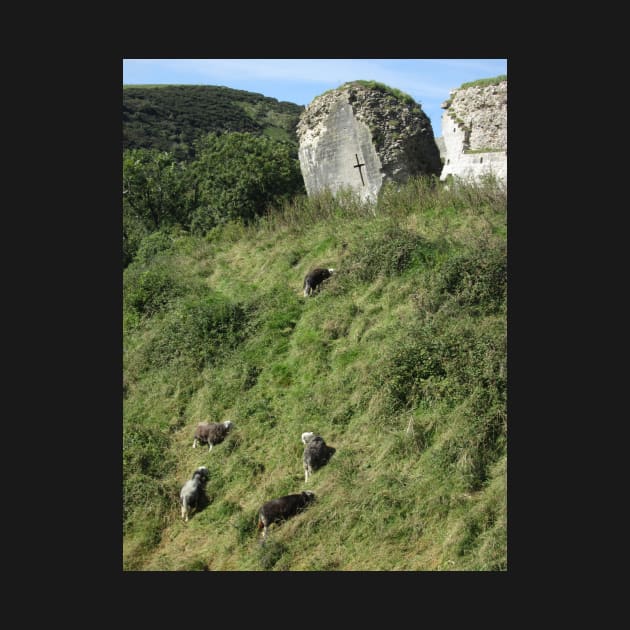 Herdwick Sheep, Corfe Castle, Dorset, England by MagsWilliamson