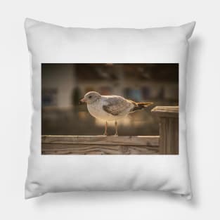 California gull in myrtle beach Pillow