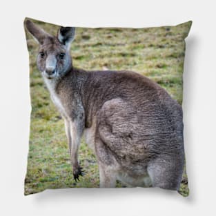 Eastern Grey Kangaroo Pillow