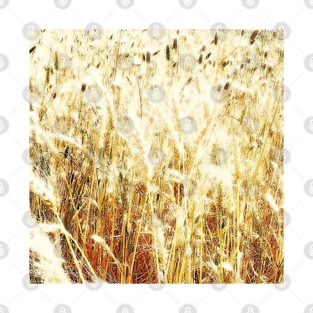 Field, crops, fields, spring, summer, rural, farm, farming, landscape, nature, botanical, farms, leaves, wheat, barley, gold, orange yellow, graphic-design, digital, photography, by PrintedDreams