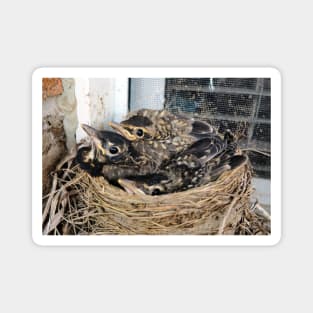 Young American Robins In Their Nest Magnet