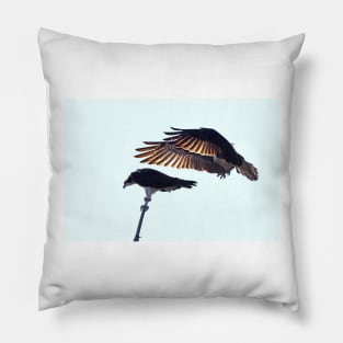 Osprey Pillow