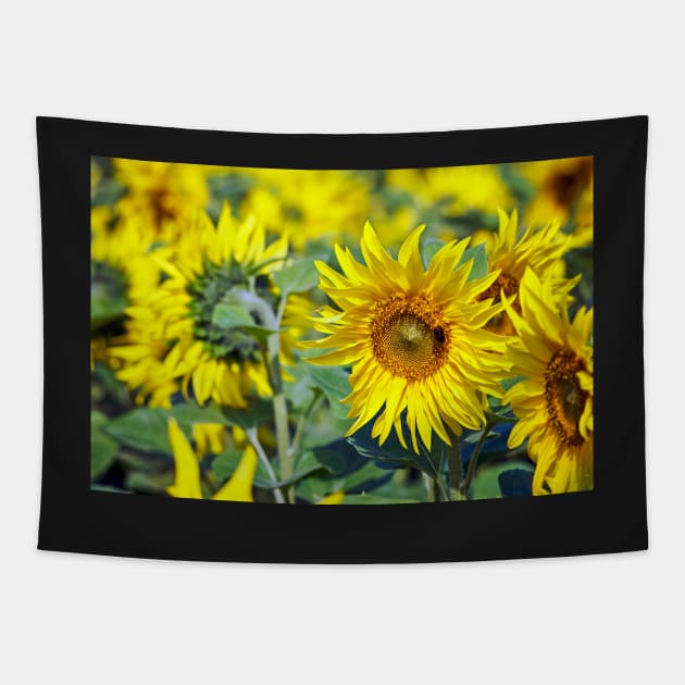 Sunflowers Tapestry by richard49