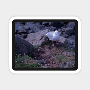 Seagull Chicks Magnet