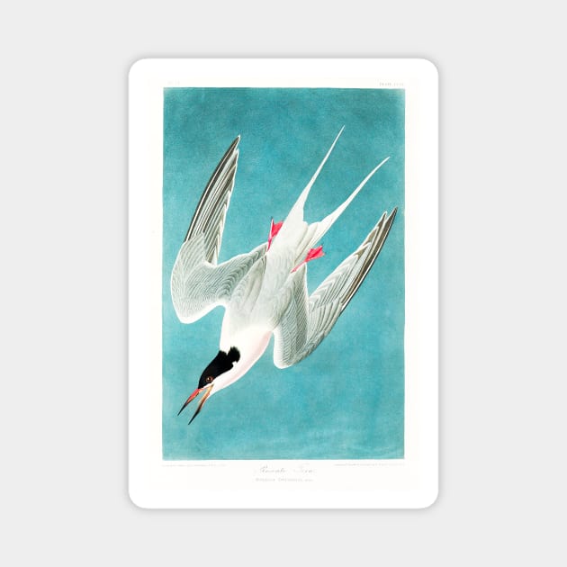 Roseate Tern from Birds of America (1827) Magnet by WAITE-SMITH VINTAGE ART