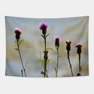 A highland thistle Tapestry