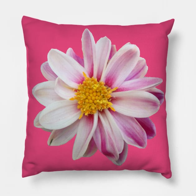pink flower, flowers, nature, blooms, white Pillow by rh_naturestyles