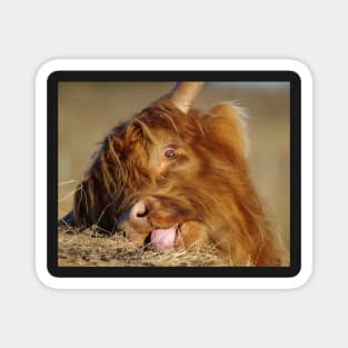 Highland cattle Magnet