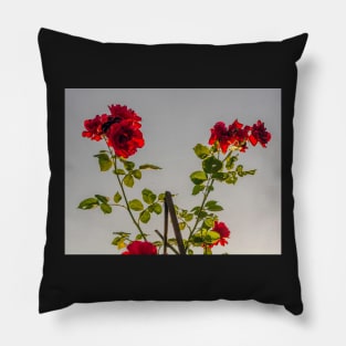 Red roses against summer evening sun Pillow