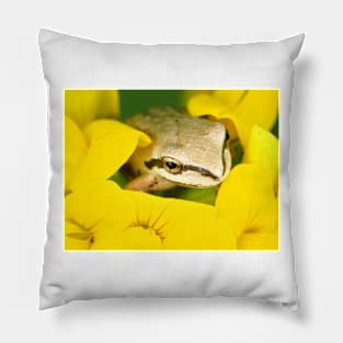 Tiny Pacific tree frog (Pseudacris regilla) sitting in a flower Pillow