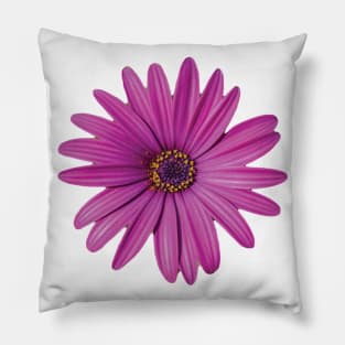 Purple African Daisy Petal Flower Pillow