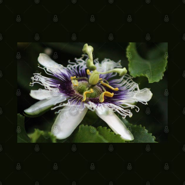 Passion Flower Closeup 3 by ButterflyInTheAttic