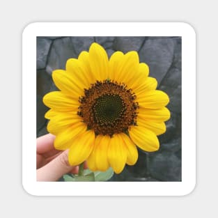 Hopi Sunflower Magnet