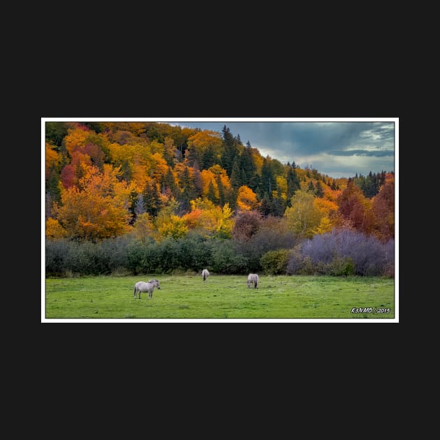 Horses Enjoying an Autumn Day by kenmo