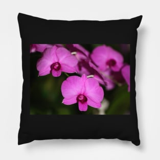 Purple Power: Moth Orchid or Phalaenopsis Pillow