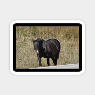 Wild Horse Magnet