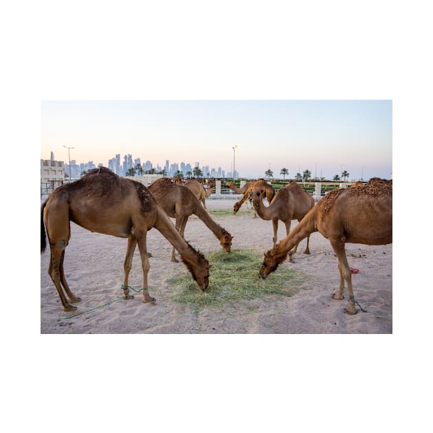 Camels eating. by sma1050