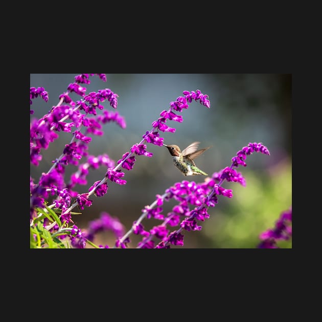 Hummingbird Having a Snack by JeffreySchwartz