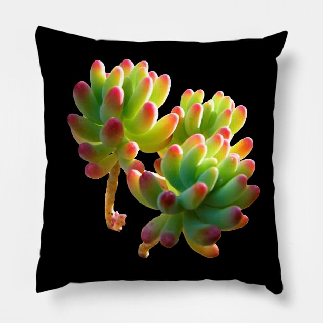 sedum pachyphyllum Pillow by NerdsbyLeo