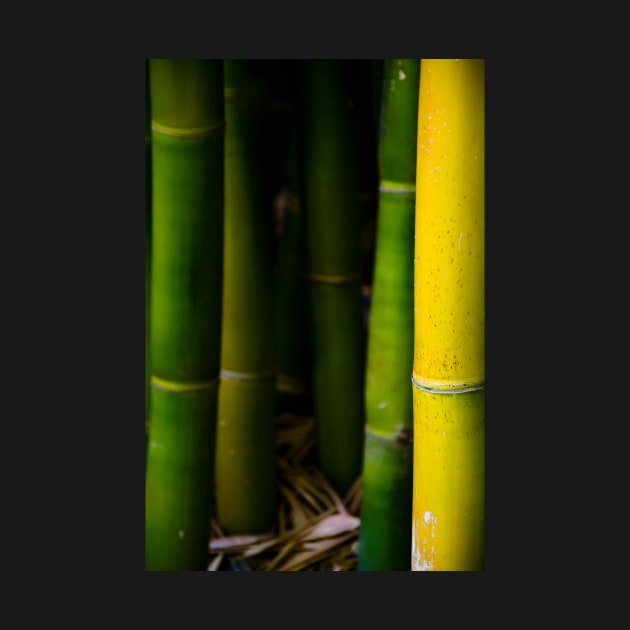 Bamboo by jswolfphoto