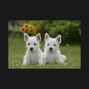 Two White West Highland Terriers (Westies), Puppies T-Shirt