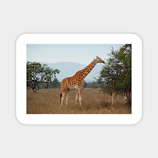 Rothschild's Giraffe Feeding, Lake Nakuru, Kenya Magnet