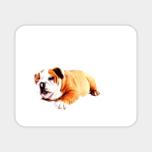 British Bulldog Magnet