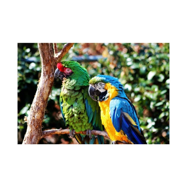 Macaw Parrots by Cynthia48
