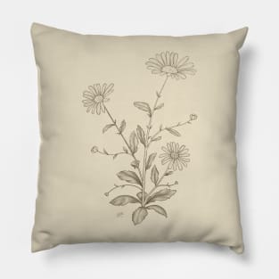 Daisy Plant Pencil Sketch Pillow