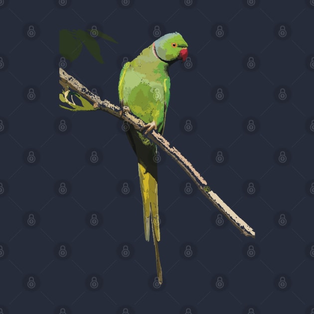 Rose-ringed or ring-necked parakeet by NadJac