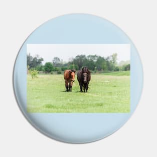 Two horses on pasture looking at camera Pin