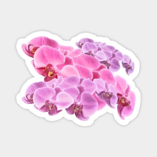 Pink Orchid Flowers Magnet