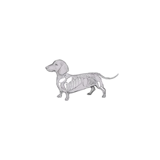 Dachshund Skeleton by Rethn