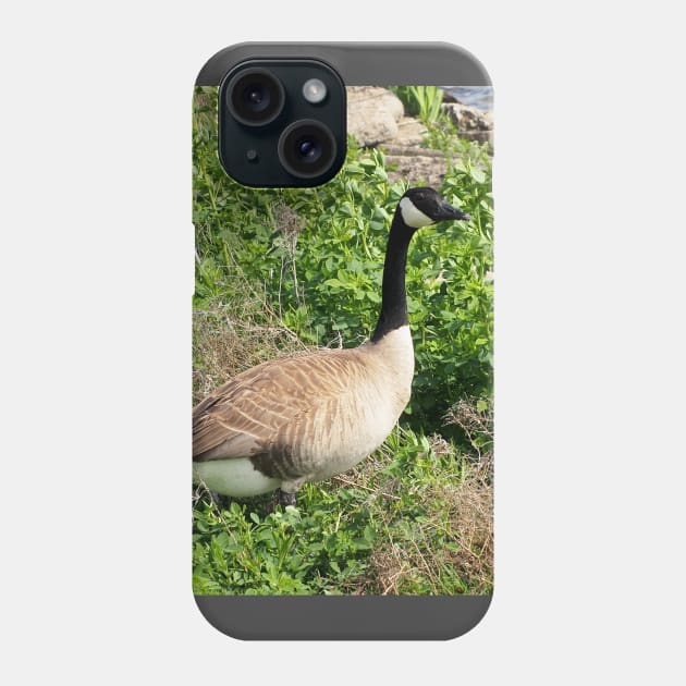 Canada Goose Resting In a Bush Phone Case by BackyardBirder